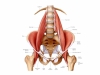 EL PSOAS ILÍACO COMO CLAVE DEL DOLOR LUMBAR